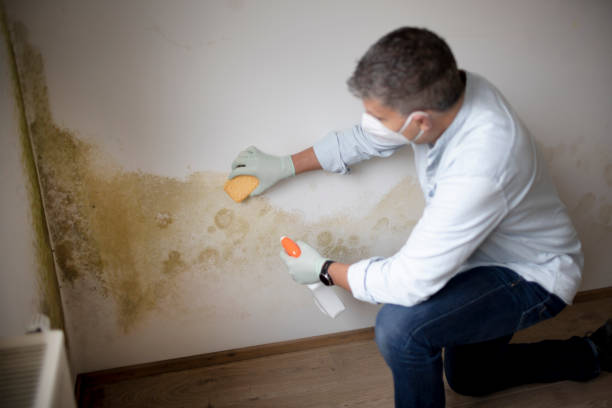 Best Mold Removal for HVAC Installations  in Mount Vernon, IL