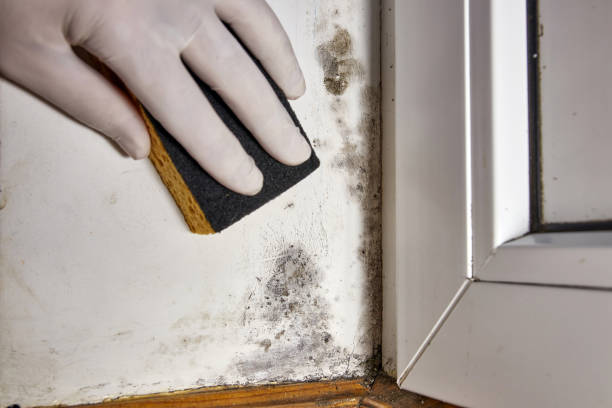 Best Crawl Space Mold Remediation  in Mount Vernon, IL